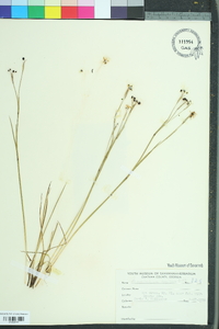 Sisyrinchium capillare image