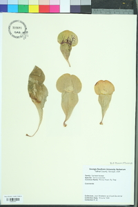 Sarracenia purpurea image