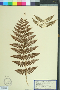 Thelypteris spinulosa image