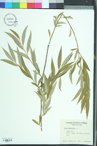 Salix pendulina image