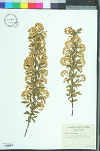 Spiraea cantoniensis image