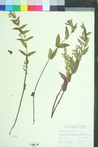 Scutellaria galericulata image