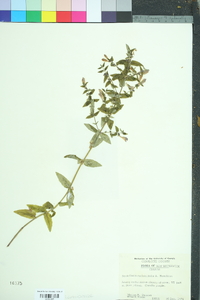 Scutellaria galericulata image