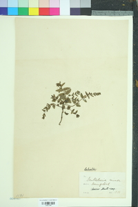 Scutellaria racemosa image