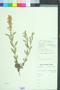 Scutellaria multiglandulosa image