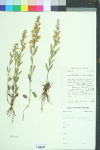 Scutellaria multiglandulosa image