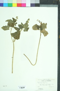 Scutellaria ovata image