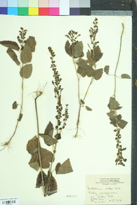 Scutellaria ovata image