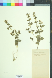 Calamintha menthifolia image