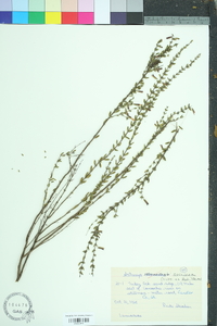 Clinopodium coccineum image