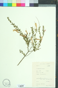 Clinopodium coccineum image