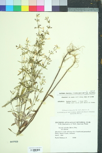 Clinopodium glabellum image