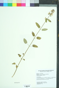 Stachys floridana image