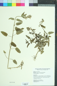 Stachys floridana image