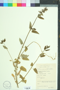 Stachys floridana image