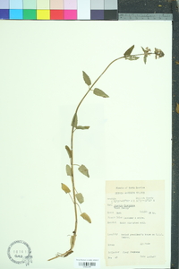 Stachys floridana image