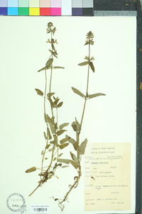 Stachys floridana image