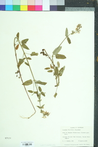 Stachys floridana image