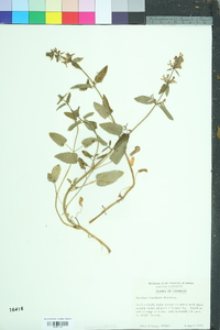 Stachys floridana image