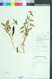 Stachys floridana image