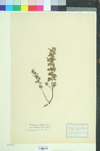 Teucrium botrys image