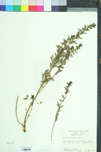 Teucrium cubense image