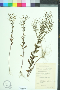 Trichostema dichotomum image