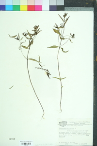 Trichostema dichotomum image