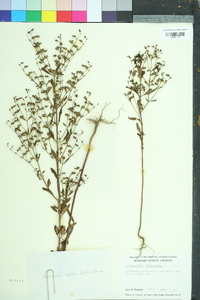 Trichostema dichotomum image