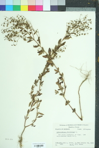 Trichostema dichotomum image