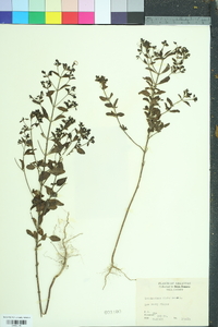 Trichostema dichotomum image