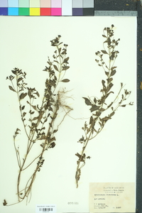 Trichostema dichotomum image