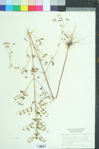 Trichostema dichotomum image