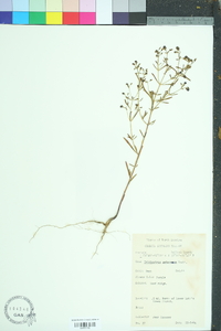 Trichostema setaceum image