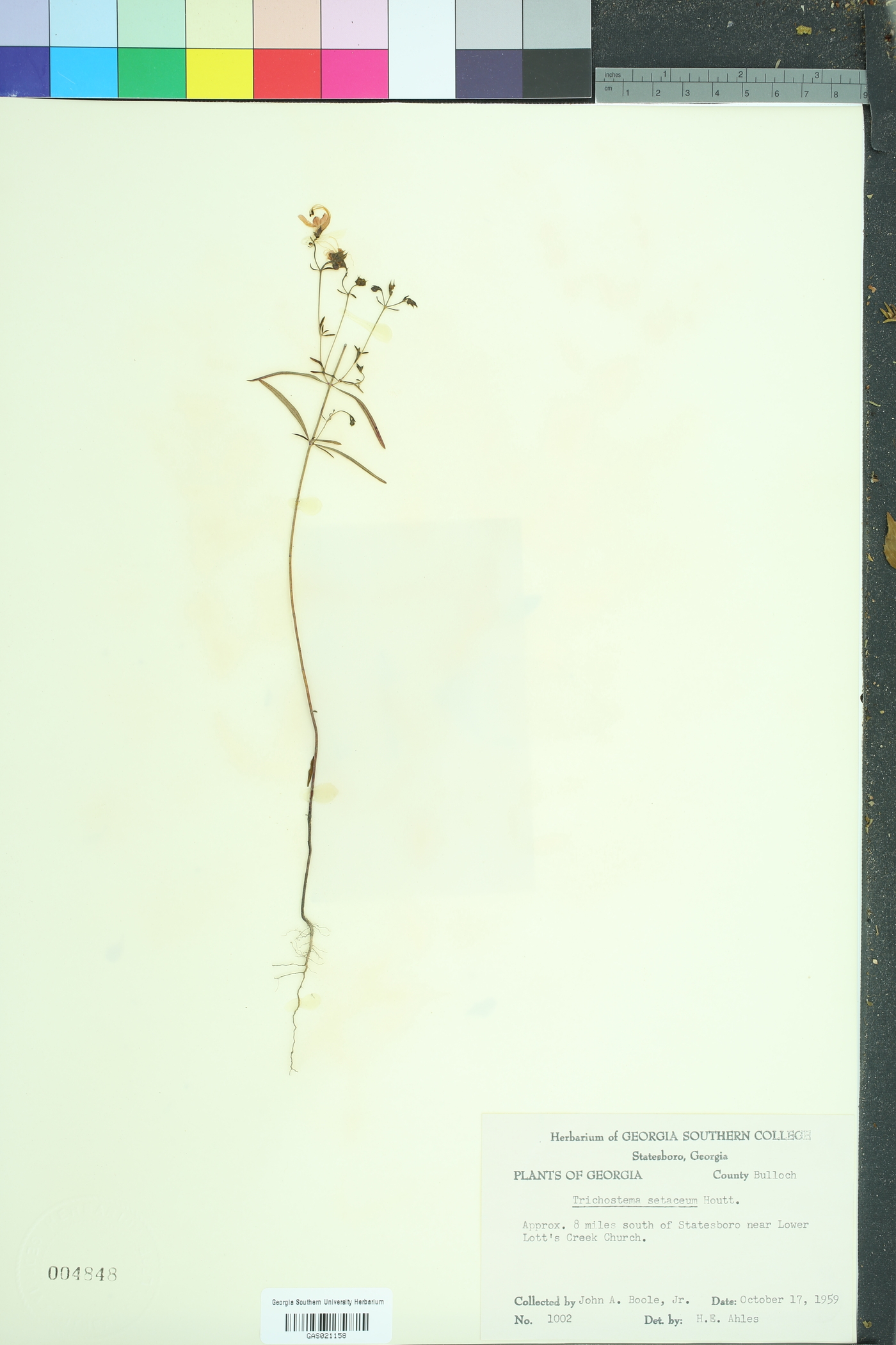 Trichostema setaceum image