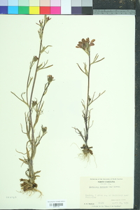 Castilleja coccinea image