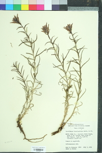 Castilleja linariifolia image