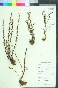 Epifagus virginiana image