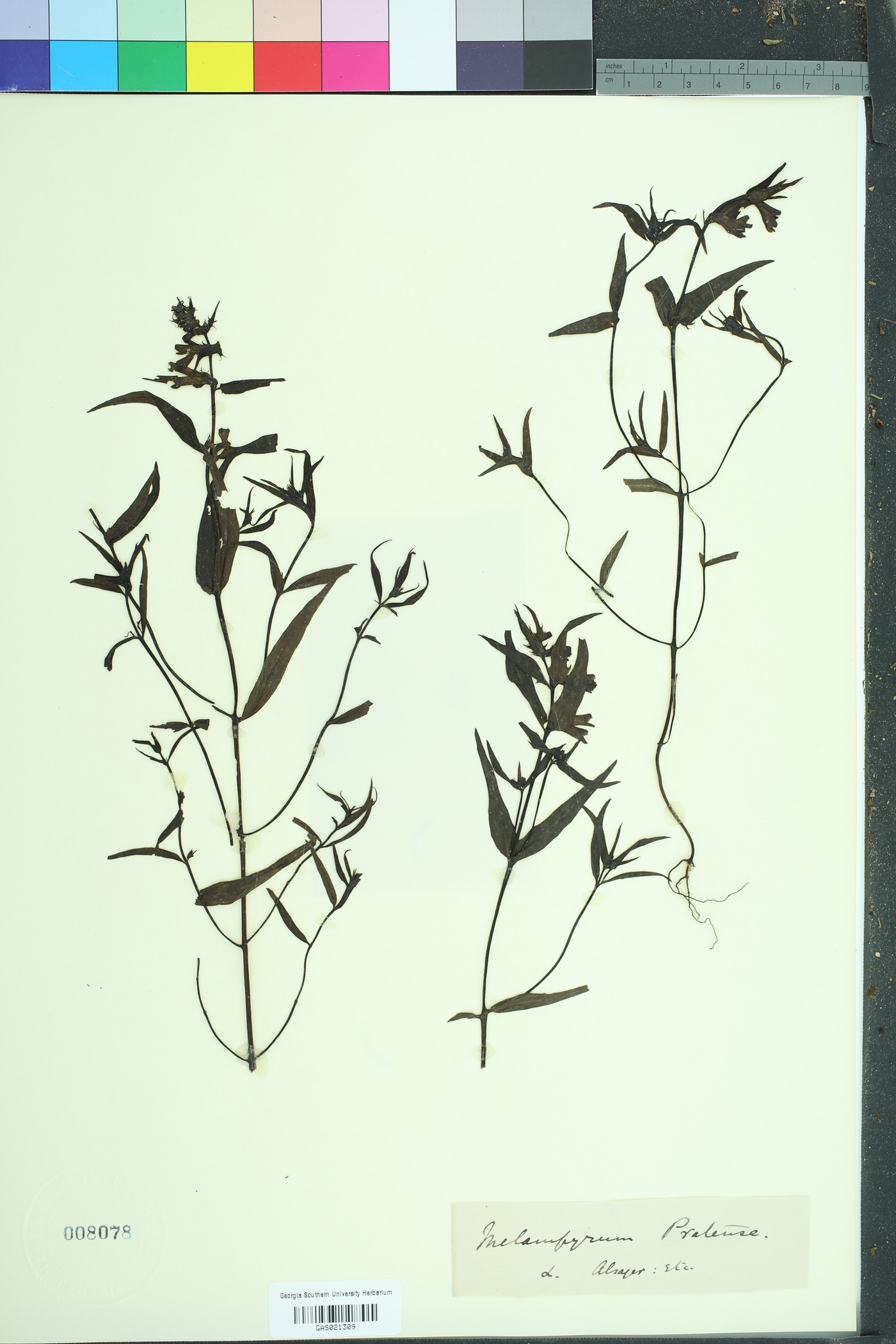 Melampyrum pratense image