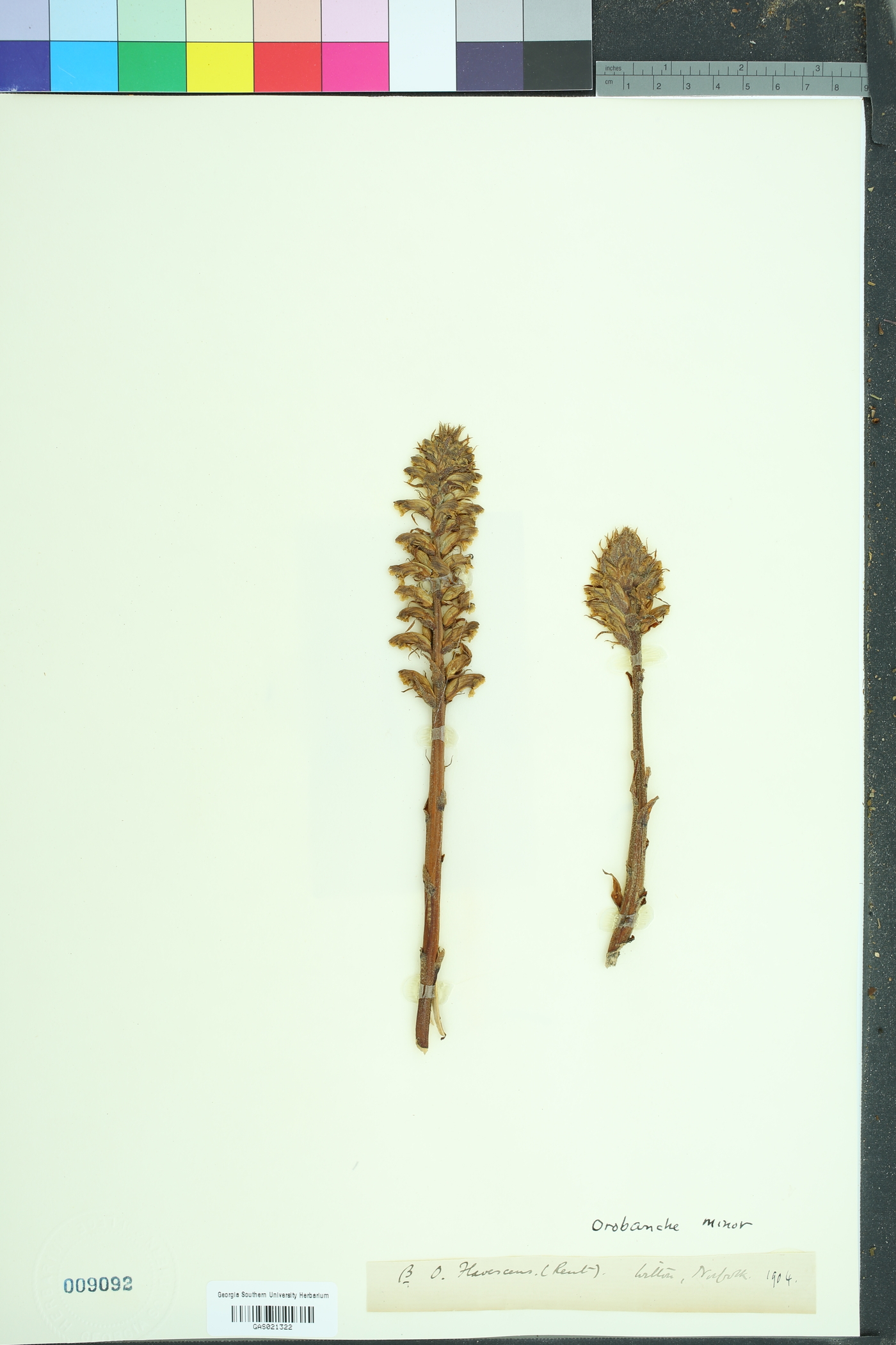 Orobanche minor image