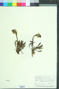 Pedicularis parryi image