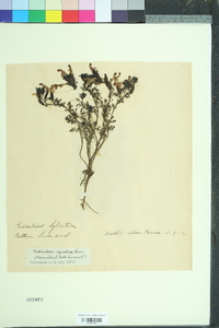 Pedicularis sylvatica image