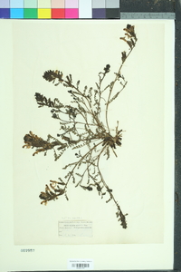 Pedicularis sylvatica image