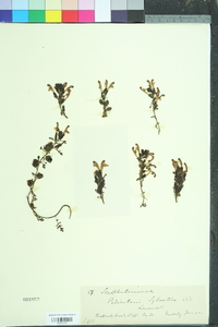 Pedicularis sylvatica image