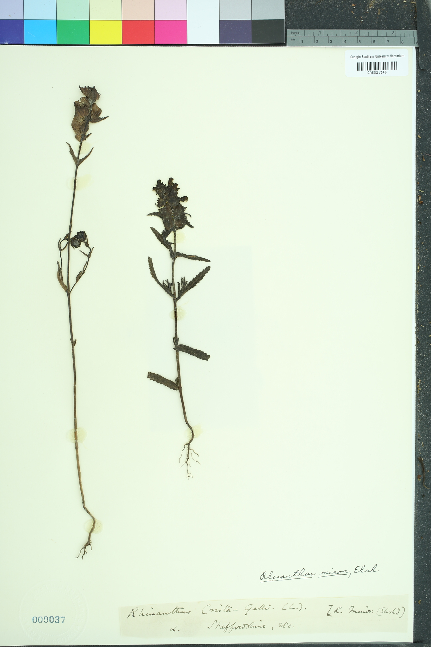 Rhinanthus minor image