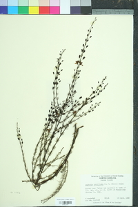 Seymeria cassioides image