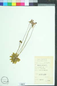 Pinguicula caerulea image