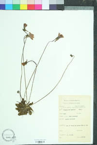 Pinguicula caerulea image