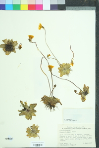 Pinguicula lutea image