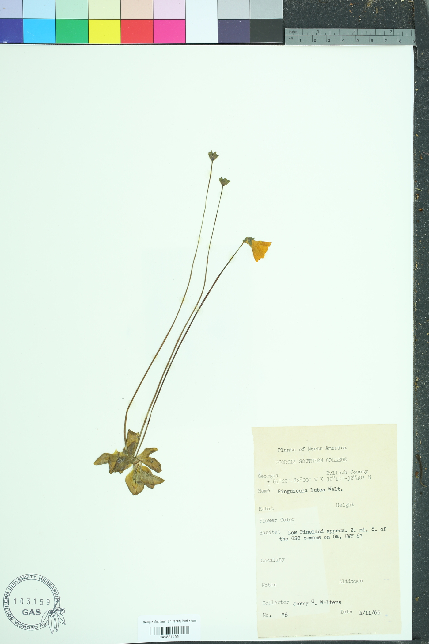 Pinguicula lutea image